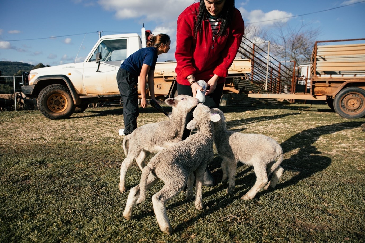 Seasonal lambing workers: How to attract and retain staff