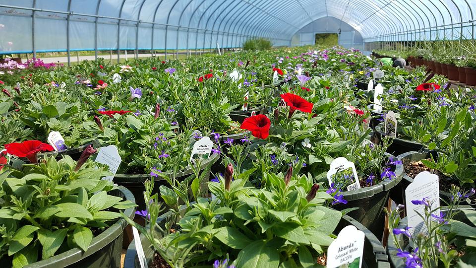 Horticulture - What is it all about?