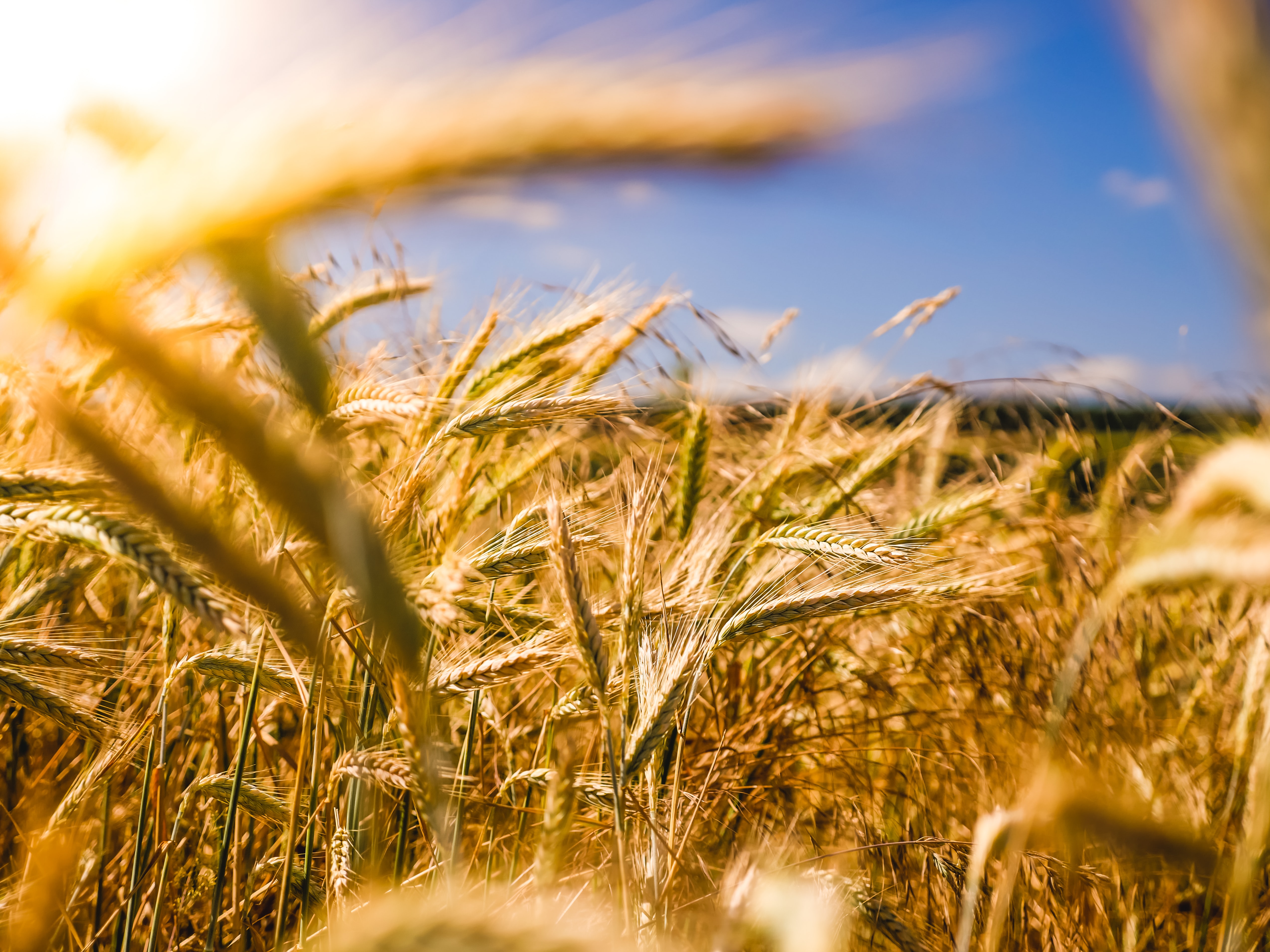 Looking for Temporary Farming Work in the UK during the pandemic?