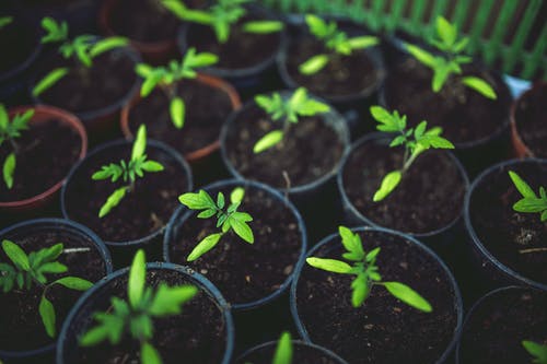 Horticultural Recruitment Specialists - Nurturing, Growing and Blossoming