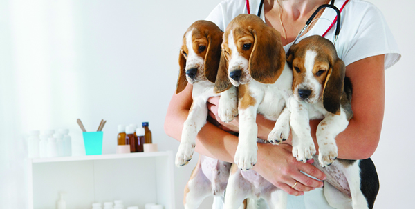 Do you know a small animal vet?