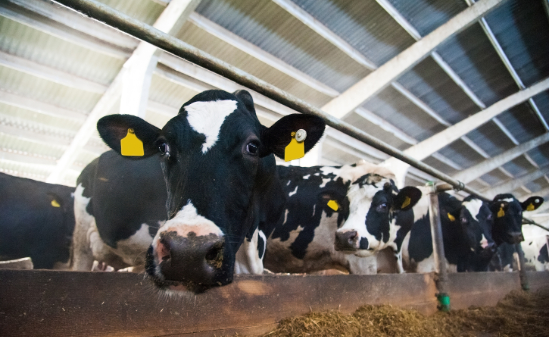 Excellent job on my CV