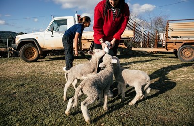Seasonal lambing workers: How to attract and retain staff