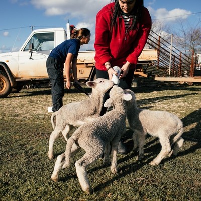 Seasonal lambing workers: How to attract and retain staff