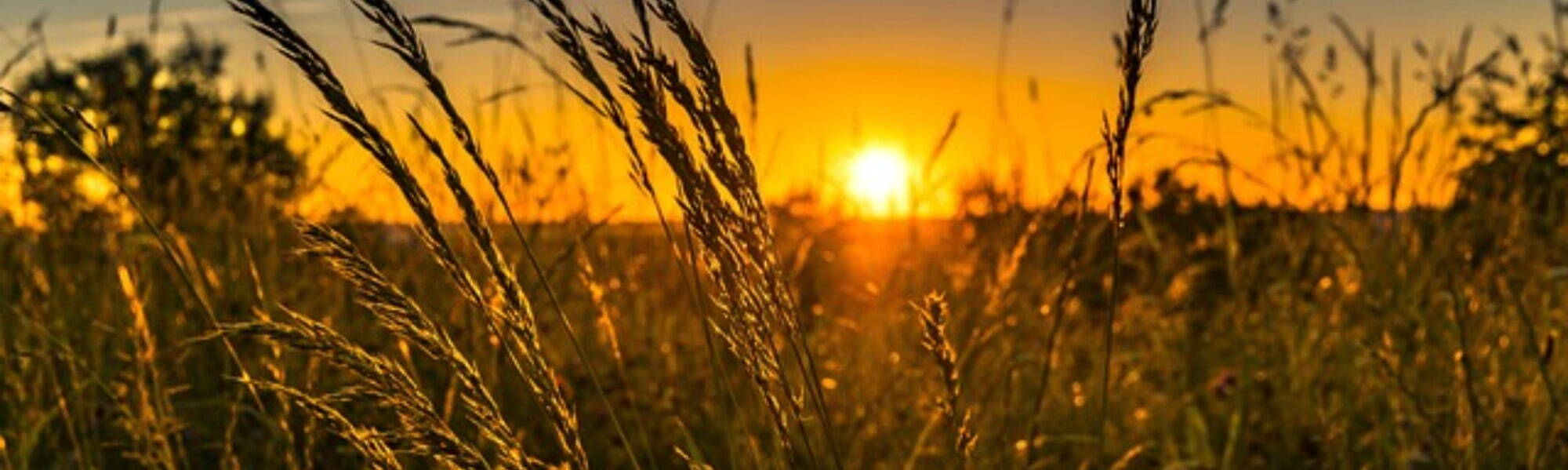 Agricultural Education Recruitment