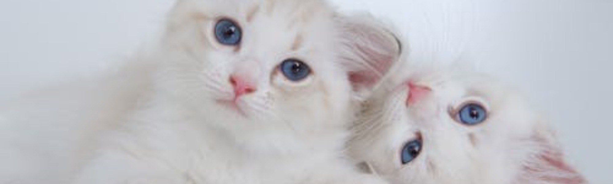 Banner Default Image