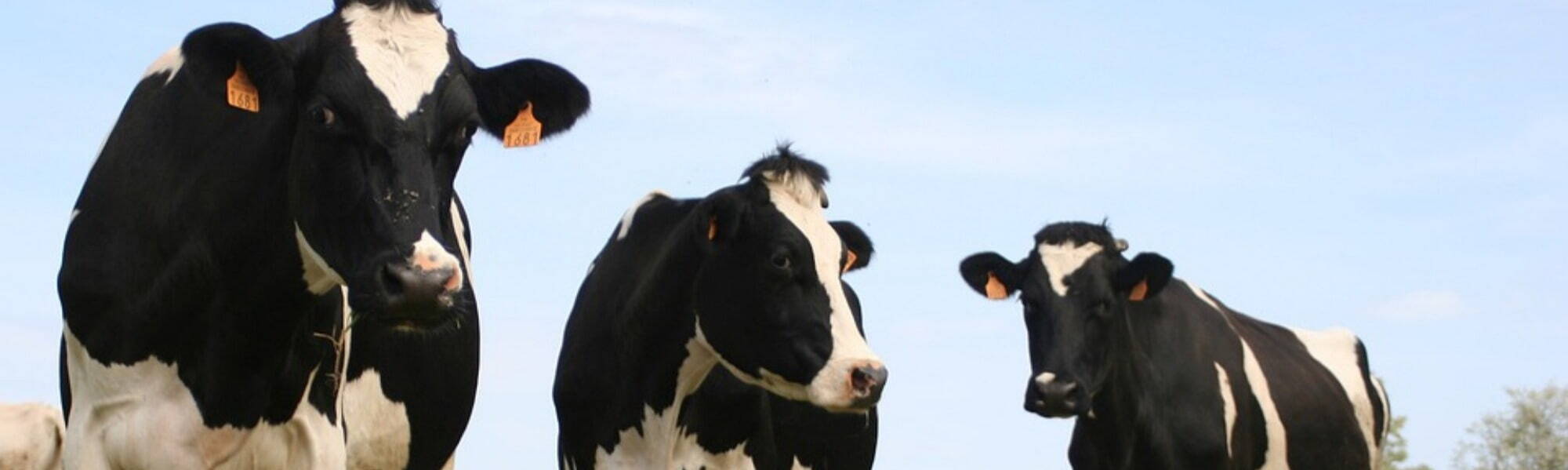 British Cattle Conference