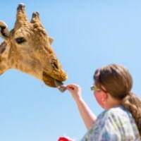 Feeding Animals