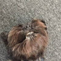 Dog Smiling