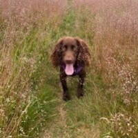 Dog Walks