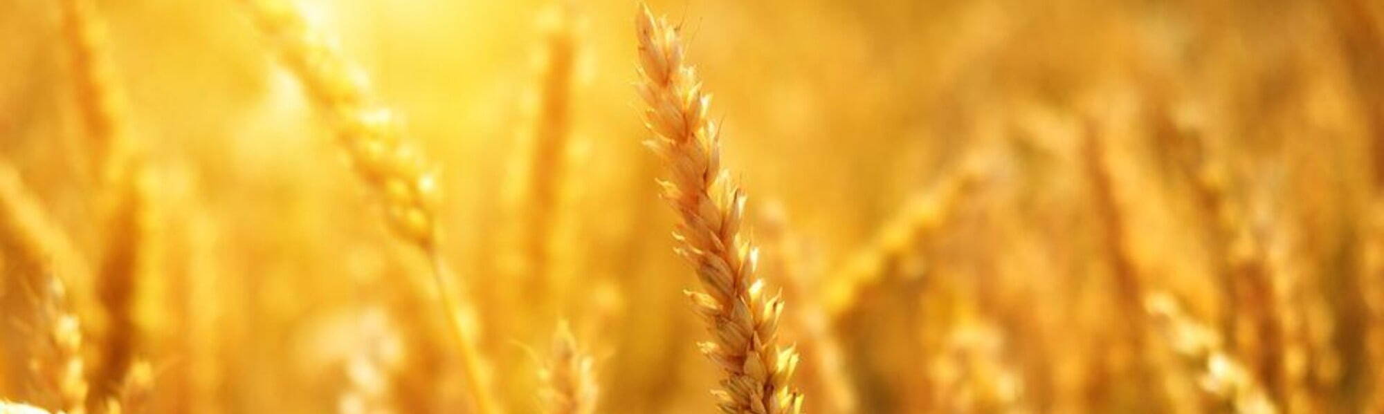 Supporting Careers in Agriculture