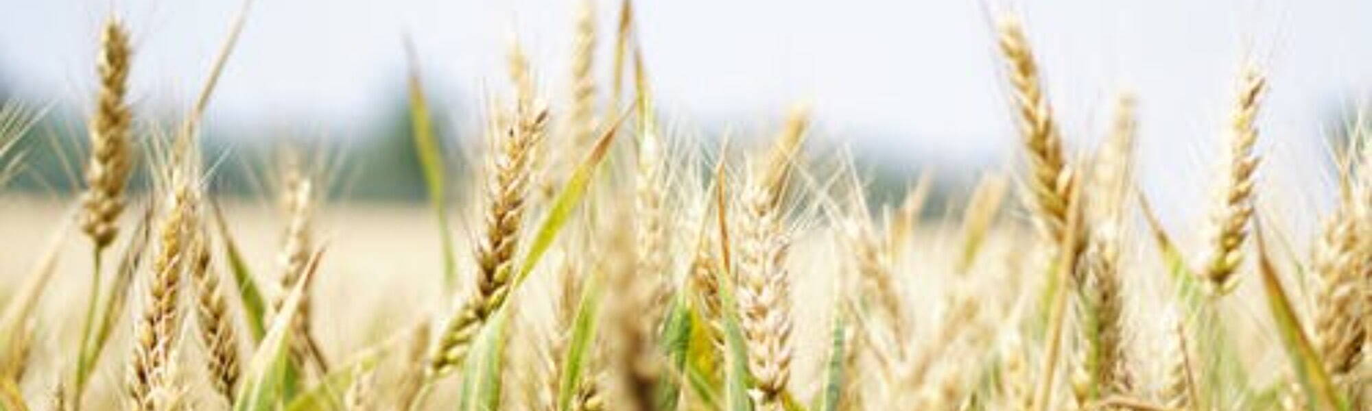 Banner Default Image