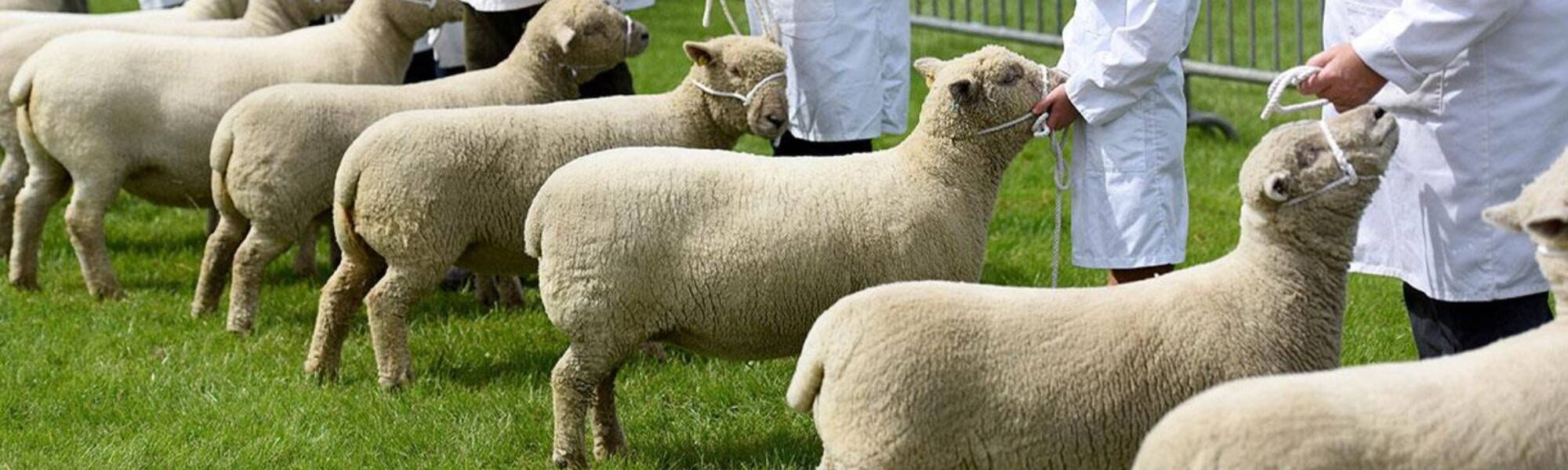 Staffordshire County Show