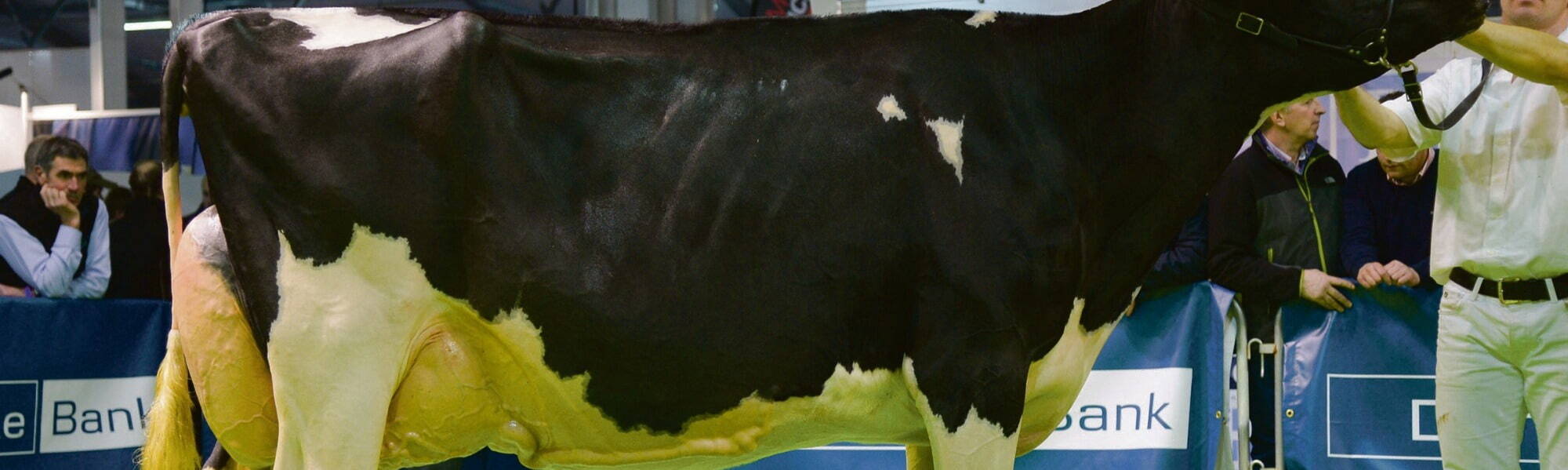Holstein Cow at the Royal Ulster Winter Fair