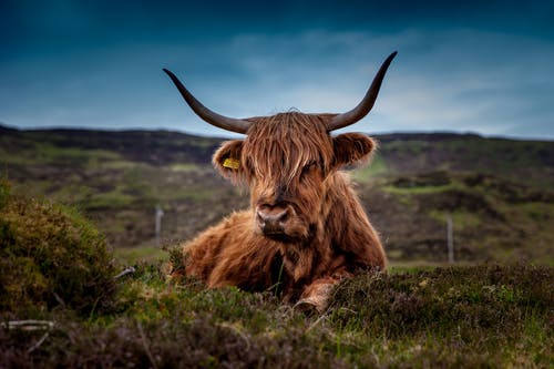 The Rannoch Estate