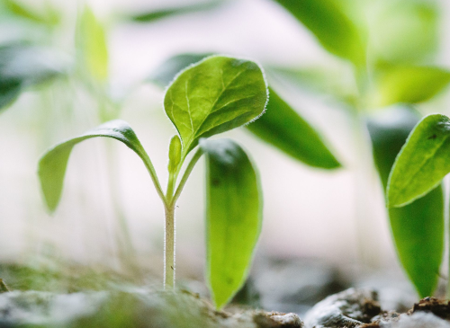 Agro-Chemicals, Fertilisers & Seeds