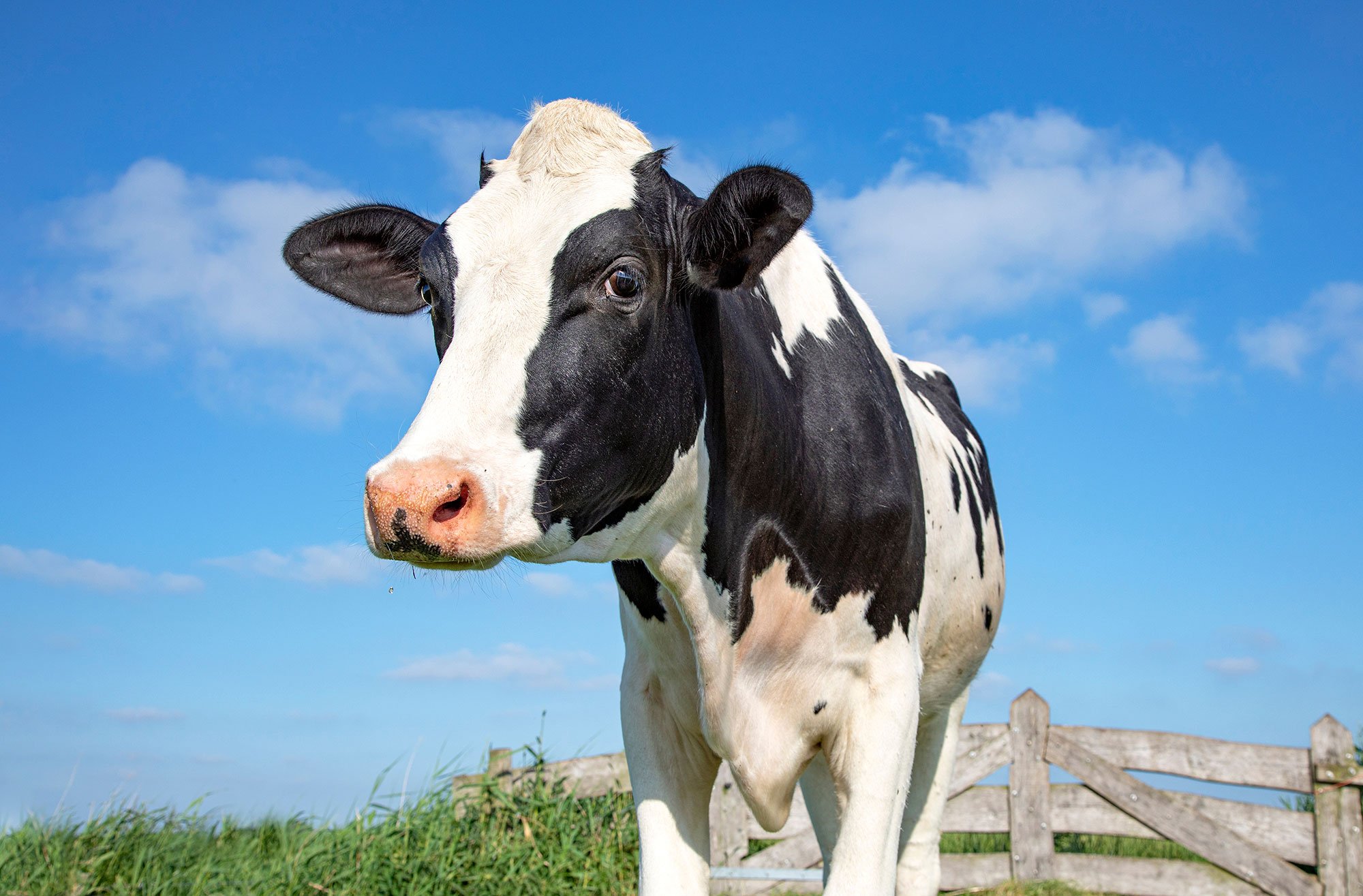 Dairy Farm Assistant