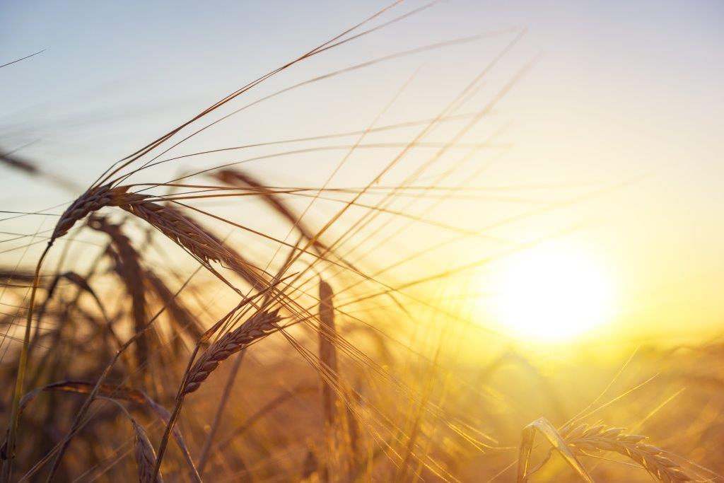 Agriculture